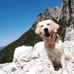 Plezalni pes