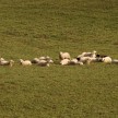 ovce na paši pod Olševo